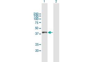 Western Blot analysis of ASGR2 expression in transfected 293T cell line by ASGR2 MaxPab polyclonal antibody. (Asialoglycoprotein Receptor 2 anticorps  (AA 1-287))