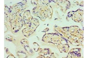 Immunohistochemistry of paraffin-embedded human placenta tissue using ABIN7154050 at dilution of 1:100 (Glutaredoxin 2 anticorps  (AA 1-124))