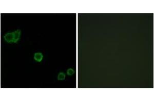 Immunofluorescence analysis of HeLa cells, using CPI17 alpha (Ab-38) Antibody.