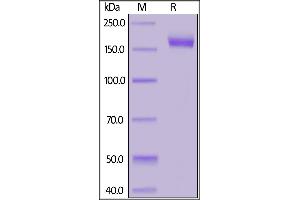 SARS-CoV-2 S protein, His Tag, Super stable trimer on SDS-PAGE under reducing (R) condition.
