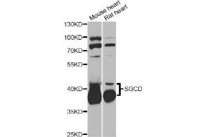 Western blot analysis of extracts of various cell lines, using SGCD antibody (ABIN6292039) at 1:1000 dilution. (SGCD anticorps)