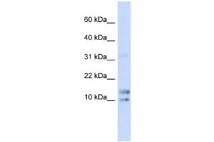 IL15 antibody used at 1 ug/ml to detect target protein. (IL-15 anticorps  (N-Term))
