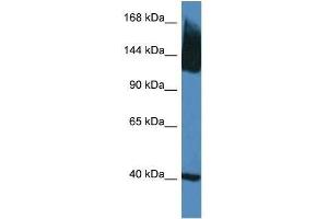 Western Blot showing Slc12a5 antibody used at a concentration of 1. (KCC2 anticorps  (N-Term))