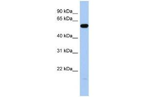 ILDR1 antibody used at 1 ug/ml to detect target protein. (ILDR1 anticorps  (Middle Region))