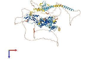 AlphaFold protein structure predicition of Mouse Recombinant Rubcn Protein, UniprotID Q80U62
