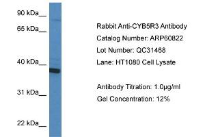 Western Blotting (WB) image for anti-Cytochrome B5 Reductase 3 (CYB5R3) (C-Term) antibody (ABIN2788600) (CYB5R3 anticorps  (C-Term))