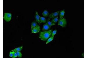 Immunofluorescent analysis of HepG2 cells using ABIN7151134 at dilution of 1:100 and Alexa Fluor 488-congugated AffiniPure Goat Anti-Rabbit IgG(H+L)