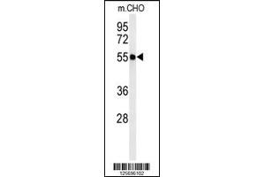Western blot analysis of ATL3 Antibody in CHO cell line lysates (35ug/lane) (ATL3 anticorps  (AA 217-245))