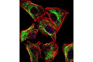 Fluorescent confocal image of U251 cell stained with ATP5J Antibody .