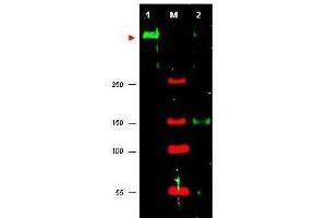 Western blot using  anti-ATR antibody shows detection of ATR in HeLa cell nuclear extract (lane 1). (ATR anticorps  (Internal Region))