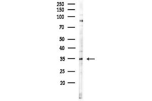 anti-Solute Carrier Family 30 (Zinc Transporter), Member 3 (Slc30a3) (C-Term) antibody