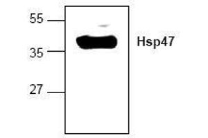 Image no. 1 for anti-Serpin Family H Member 1 (SERPINH1) antibody (ABIN127161) (SERPINH1 anticorps)