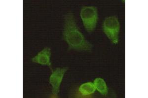 Immunocytochemistry staining of Hela using Eg5 mouse mAb (1:200).