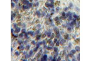 IHC-P analysis of Spleen tissue, with DAB staining. (HPSE anticorps  (AA 34-115))