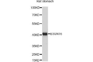 Western blot analysis of extracts of rat stomach, using B3GNT6 antibody (ABIN6292803) at 1:1000 dilution. (B3GNT6 anticorps)