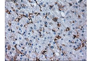 Immunohistochemical staining of paraffin-embedded liver tissue using anti-RPA2 mouse monoclonal antibody. (RPA2 anticorps)