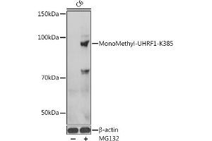 Western blot analysis of extracts of C6 cells, using MonoMethyl-UHRF1-K385 antibody  at 1:1000 dilution.