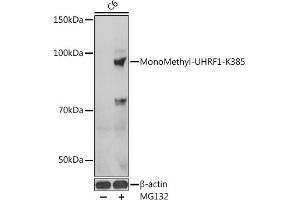 Western blot analysis of extracts of C6 cells, using MonoMethyl-UHRF1-K385 antibody  at 1:1000 dilution. (UHRF1 anticorps  (meLys385))