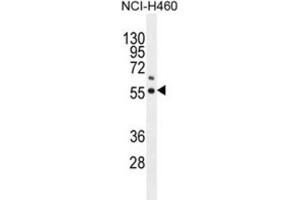 Western Blotting (WB) image for anti-Coenzyme Q6, Monooxygenase (COQ6) antibody (ABIN2996204) (COQ6 anticorps)