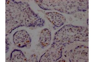 IHC image of ABIN7127456 diluted at 1:100 and staining in paraffin-embedded human placenta tissue performed on a Leica BondTM system.