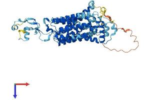 AlphaFold protein structure predicition of Human Recombinant SLC22A13 Protein, UniprotID Q9Y226