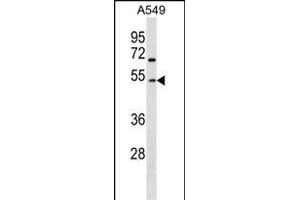 GCNT2 Antibody (Center) (ABIN1538088 and ABIN2849936) western blot analysis in A549 cell line lysates (35 μg/lane). (GCNT2 anticorps  (AA 213-240))
