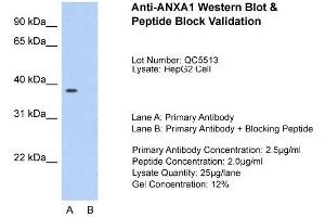 Host:  Rabbit  Target Name:  ANXA1  Sample Type:  HepG2  Lane A:  Primary Antibody  Lane B:  Primary Antibody + Blocking Peptide  Primary Antibody Concentration:  2. (Annexin a1 anticorps  (N-Term))