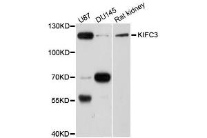Western blot analysis of extracts of various cell lines, using KIFC3 antibody (ABIN5996275) at 1/1000 dilution. (KIFC3 anticorps)