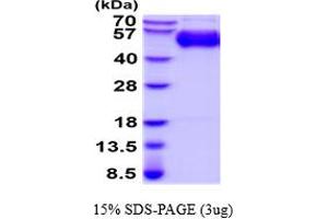 SDS-PAGE (SDS) image for Macrophage Scavenger Receptor 1 (MSR1) (AA 77-451) protein (His tag) (ABIN5854557)