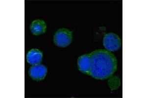 Confocal immunofluorescence analysis of PC-12 cells using WNT5A mouse mAb (green), showing cytoplasmic localization. (WNT5A anticorps)