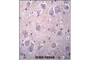 RGDS1 Antibody (Center) 1945c immunohistochemistry analysis in formalin fixed and paraffin embedded human brain tissue followed by peroxidase conjugation of the secondary antibody and DAB staining.