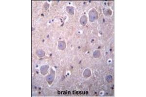 RGDS1 Antibody (Center) 1945c immunohistochemistry analysis in formalin fixed and paraffin embedded human brain tissue followed by peroxidase conjugation of the secondary antibody and DAB staining. (RAP1GDS1 anticorps  (AA 217-244))