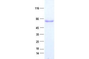 Validation with Western Blot