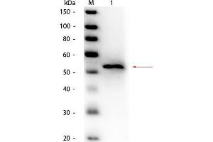Western Blot of Goat anti-Glycerol Kinase (Cellulomonas species) Antibody Peroxidase Conjugated.