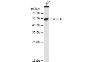 Western blot analysis of extracts of 293T cells, using VEGFD antibody  at 1:1000 dilution. (VEGFD anticorps  (AA 20-220))
