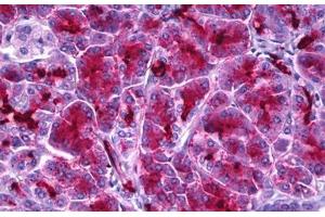 Anti-Aldolase antibody IHC staining of human pancreas. (ALDOA anticorps)