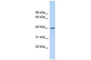 Image no. 1 for anti-RAD51-Interacting Protein (RAD51AP1) (AA 143-192) antibody (ABIN6744692) (RAD51AP1 anticorps  (AA 143-192))