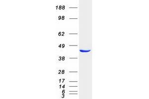 Validation with Western Blot