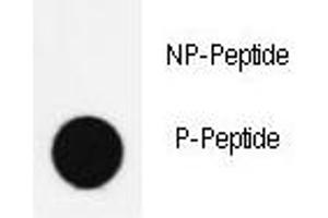 Dot blot analysis of phospho-NANOG antibody. (Nanog anticorps  (pSer285))
