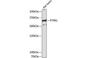 Western blot analysis of extracts of Rat testis using PTPRS Polyclonal Antibody at dilution of 1:3000. (PTPRS anticorps)