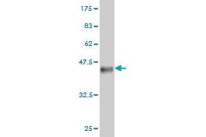 Western Blot detection against Immunogen (36.