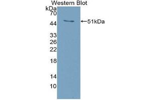 Western Blotting (WB) image for anti-Tumor Necrosis Factor (Ligand) Superfamily, Member 11 (TNFSF11) (AA 92-263) antibody (ABIN1863086) (RANKL anticorps  (AA 92-263))