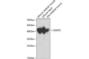 Western blot analysis of extracts of various cell lines, using CKMT2 antibody  at 1:1000 dilution. (CKMT2 anticorps  (AA 40-230))