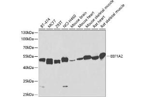 Western blot analysis of extracts of various cell lines, using EEF1 antibody (473) at 1:1000 dilution. (EEF1A2 anticorps  (AA 184-463))