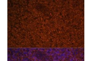 Immunofluorescence analysis of Human spleen using CCL19 Polyclonal Antibody at dilution of 1:100 (40x lens). (CCL19 anticorps)