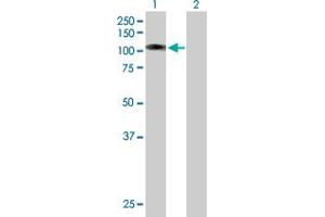 Western Blot analysis of L3MBTL3 expression in transfected 293T cell line by L3MBTL3 MaxPab polyclonal antibody. (L3MBTL3 anticorps  (AA 1-755))