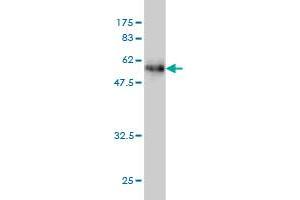 Western Blot detection against Immunogen (57. (DNASEX anticorps  (AA 18-302))