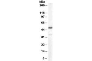 Western blot testing of human kidney lysate with Chromogranin A antibody at 0. (Chromogranin A anticorps)