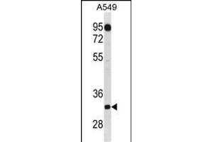 C1QTNF2 Antibody (C-term) (ABIN1881127 and ABIN2838882) western blot analysis in A549 cell line lysates (35 μg/lane).