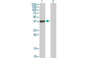 Western Blot analysis of BOLL expression in transfected 293T cell line by BOLL monoclonal antibody (M01), clone 1F3. (BOLL anticorps  (AA 185-283))